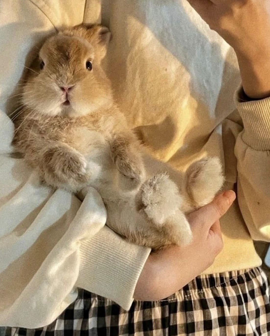 Cruelty-Free Vegan Life