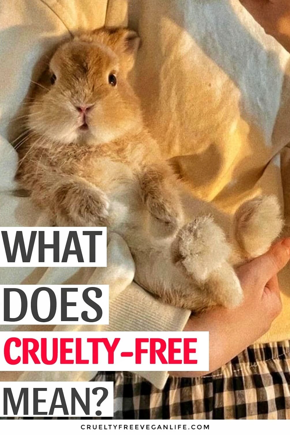 What is Cruelty-Free
